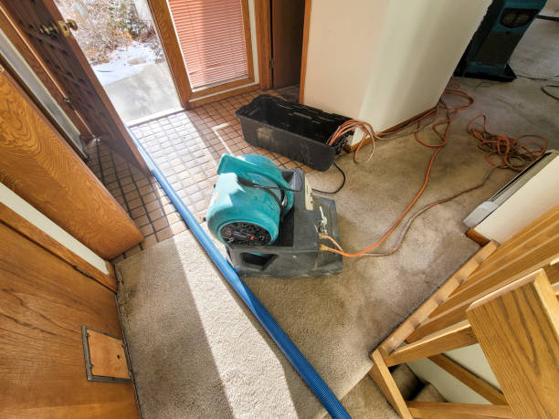 Best Flood damage cleanup  in Limestone Creek, FL